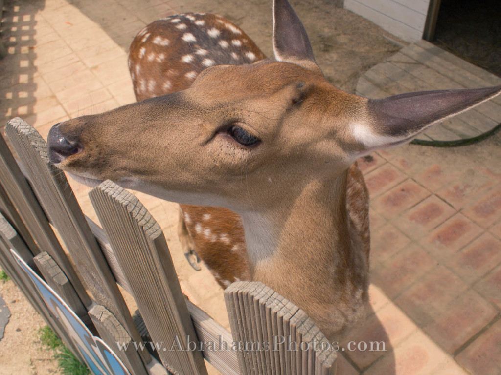 Deer Petting Zoo Nampo Lotte Busan